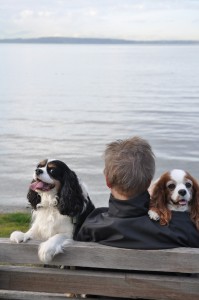 Cavaliers at the beach