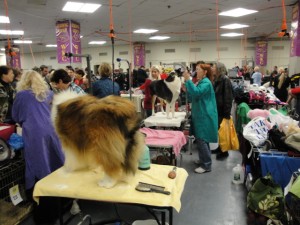 Westminster Kennel Club Dog Show 2011